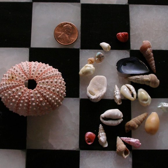 Dollhouse Mini Rare Barbie Mattel Shark 2010 T7018 AND Sea Urchin With Seashells - Picture 11 of 16